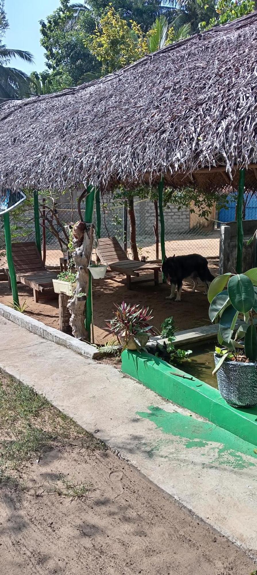 Surfing Lion Hostel Arugam Bay Exterior foto